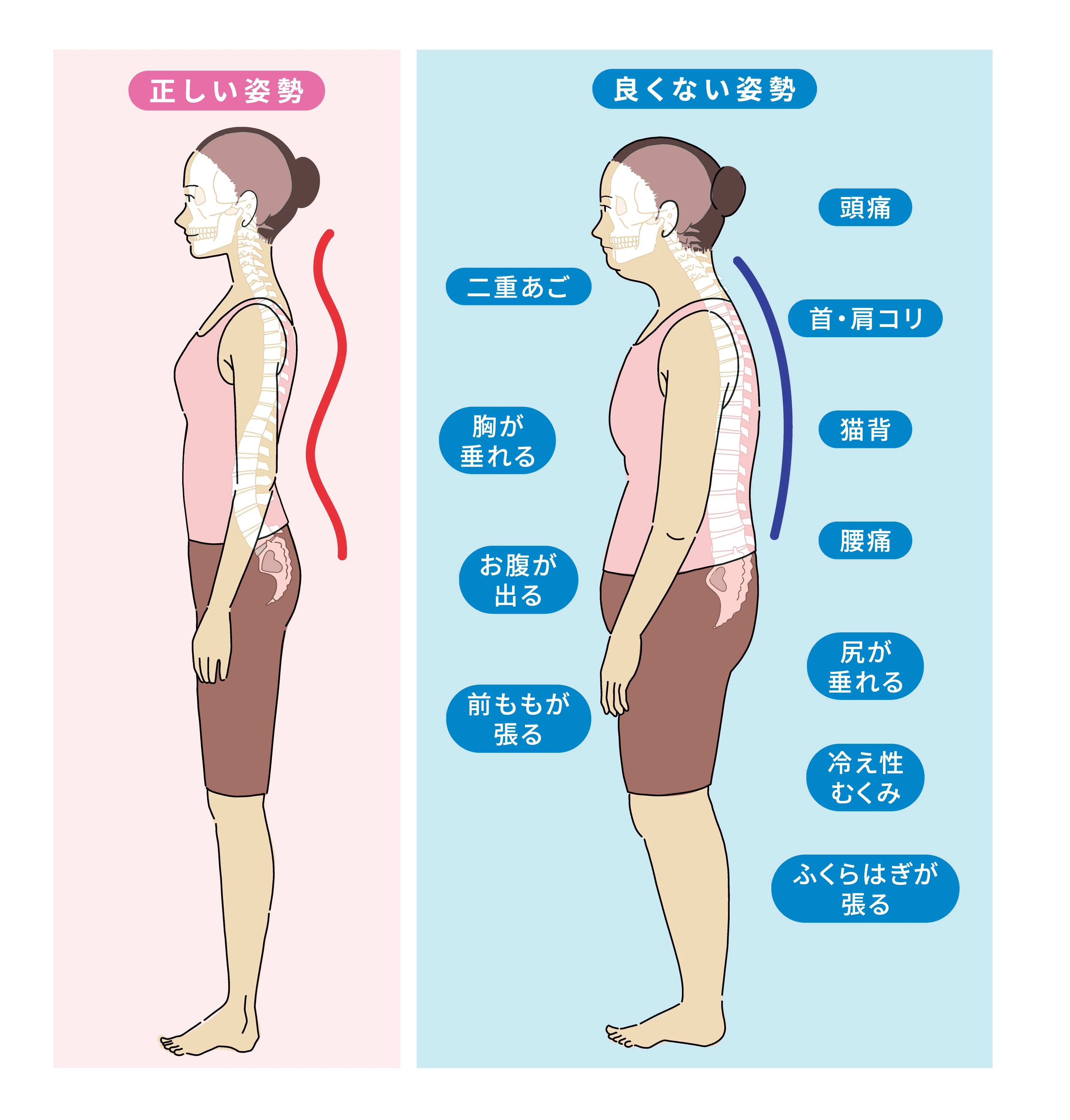 2. 背骨のしくみと役割