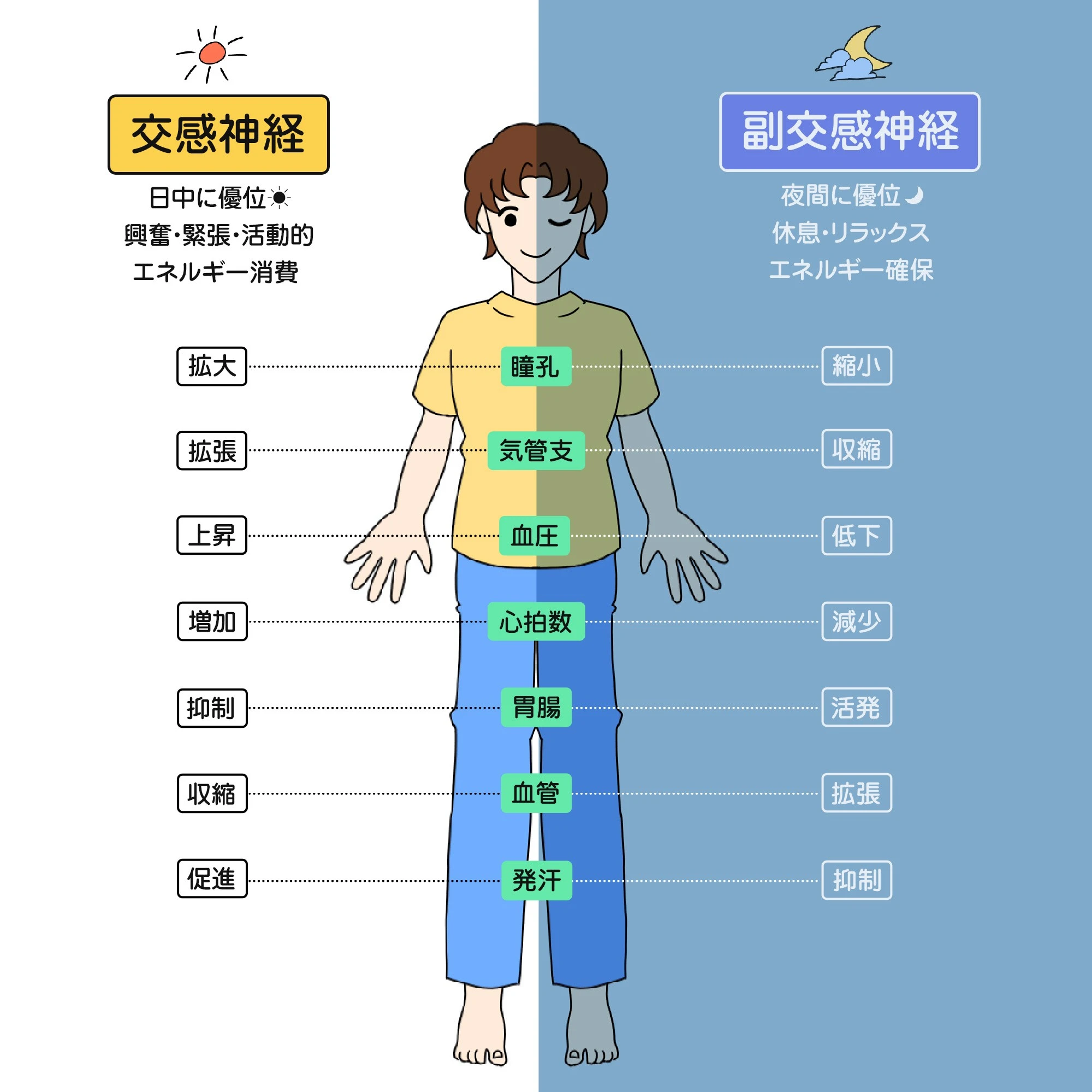 2. 自律神経と身体の関係