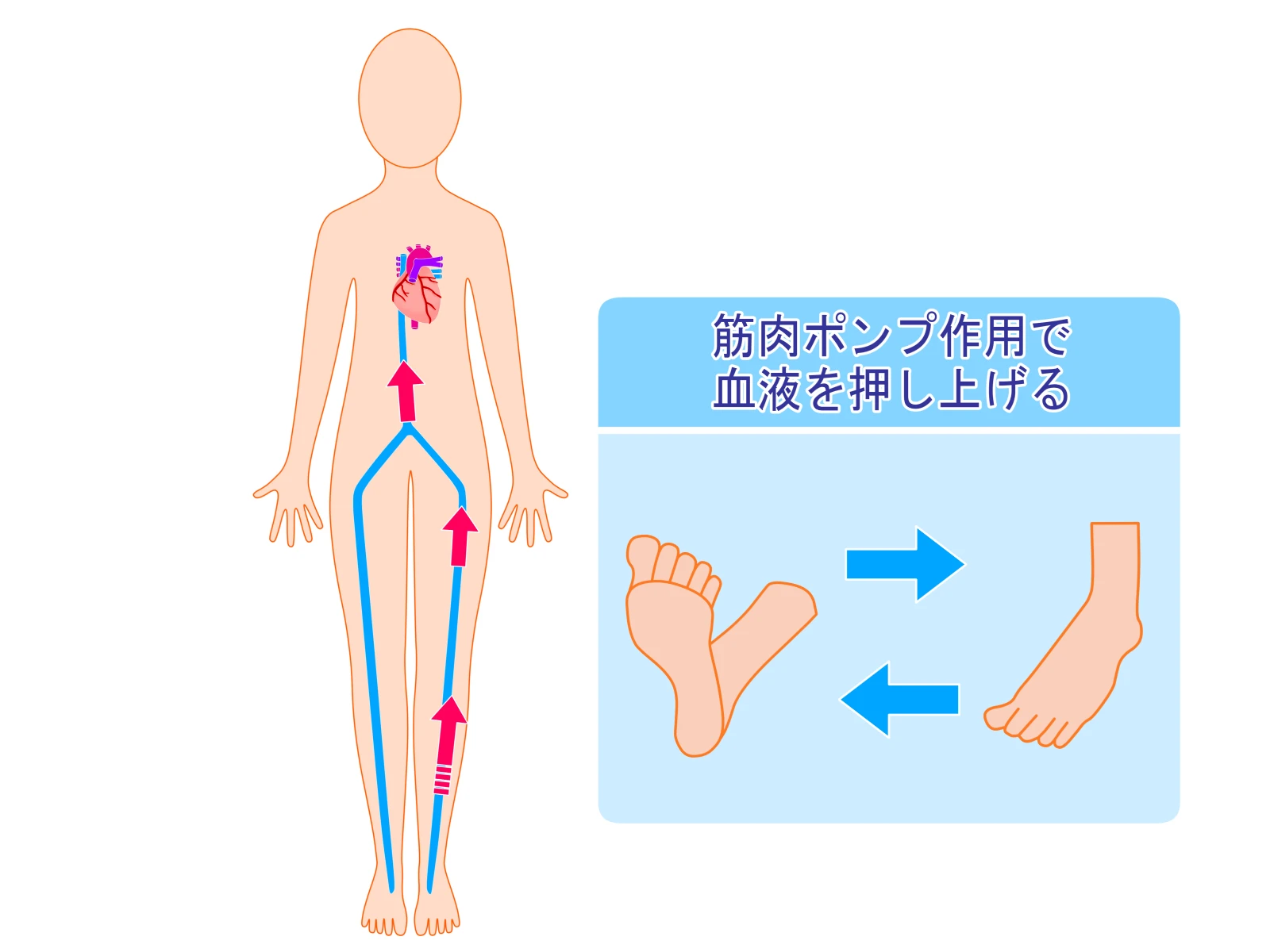 2. 筋肉の仕組みと働き